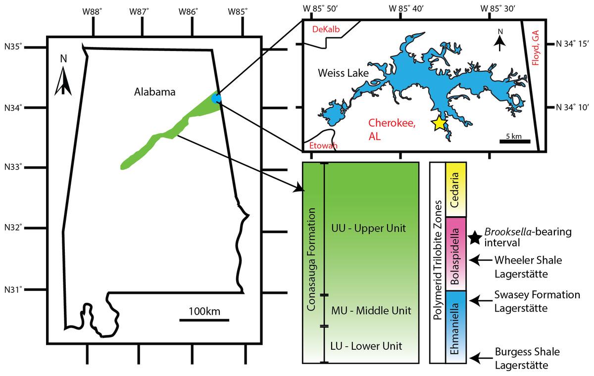 Brooksella and concretion field locality in northeastern Alabama, USA.