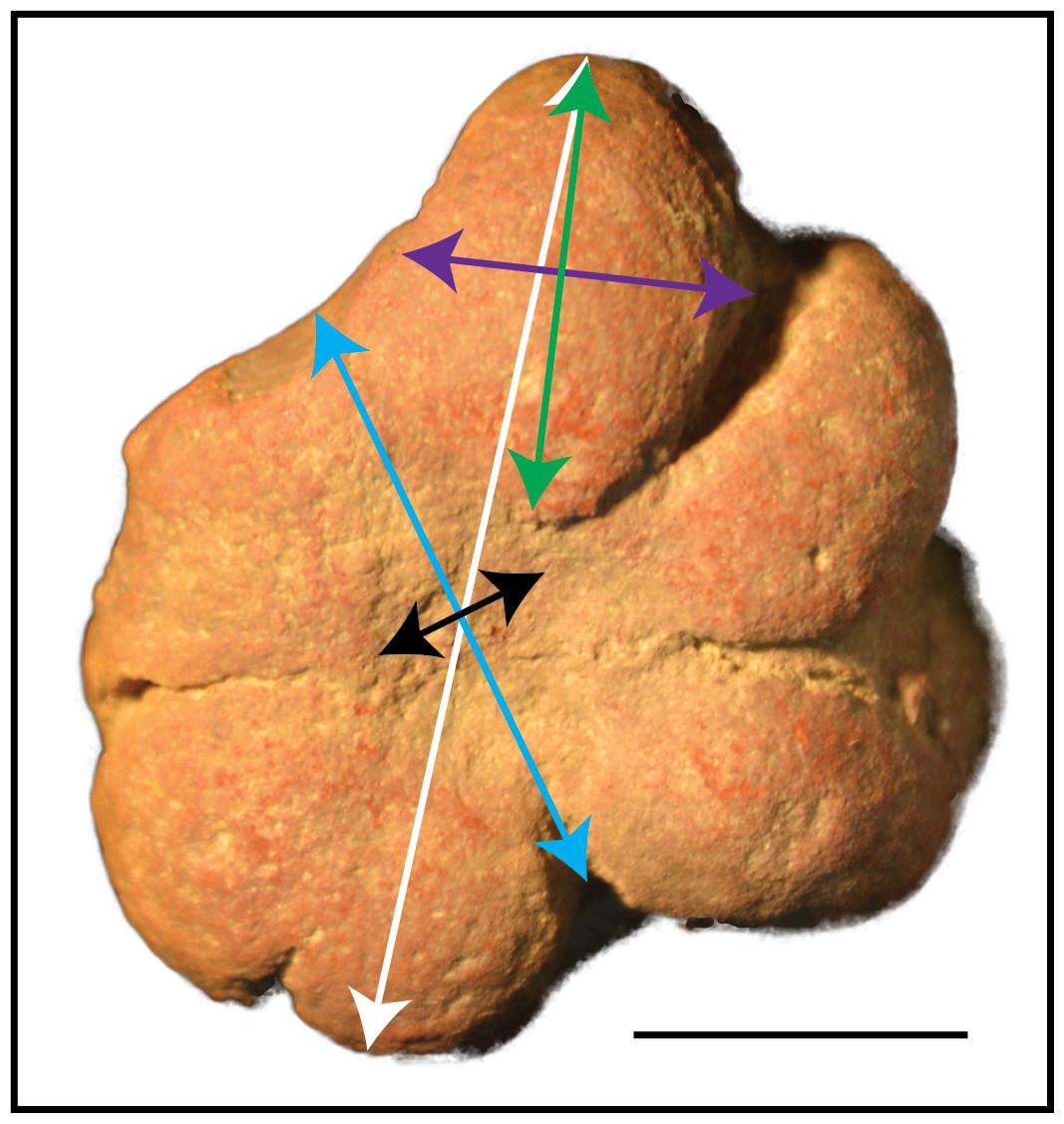 Measurements used to examine Brooksella size and morphology.