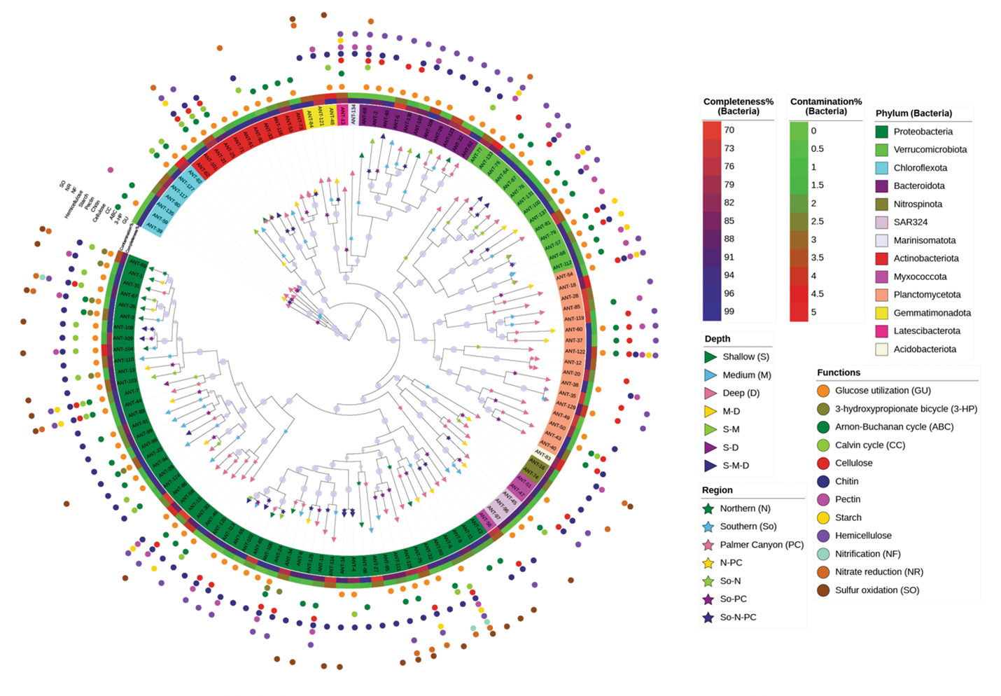Maximum-likelihood phylogenomic analysis of 137 dereplicated MAGs based on bacterial marker genes from GTDB-Tk analysis