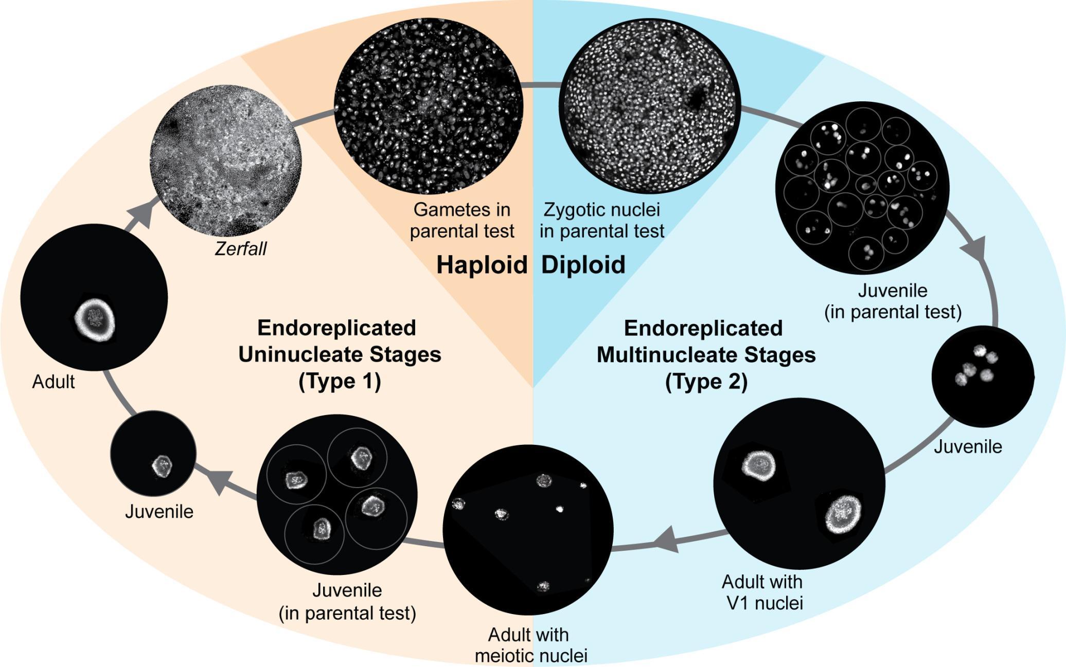 Article Image - Fig 2 Proposed life cycle for Allogromia laticollaris CSH