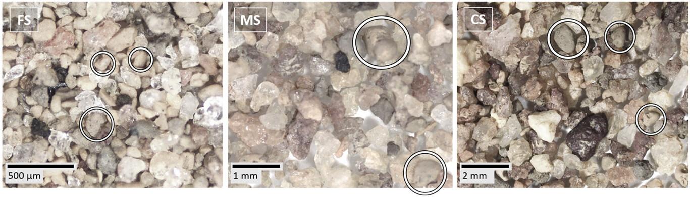 Water-stable sand-sized particles under the optical microscope in the size fraction of fine sand (FS, 0.063–0.2 mm, medium sand (MS, 0.2–0.63 mm), and coarse sand (CS, 0.63–2 mm) of Brazilian Ferralsols. Circles pointing to particles potentially identified as pseudosands.